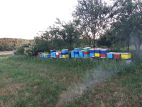 Prodajem pčele za vosak