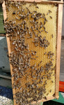 Prodajem pčele, zdrave i jake na 10 lr okvira