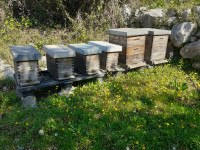 Prodajem pčelinje zajednice, nukleus i aluminijske posude za med