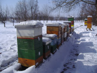 Prodajem pčelinje zajednice na okvirima i rojeve