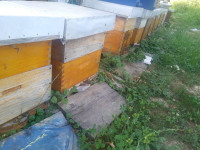 RV Košnice i pčele