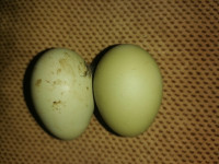 Araukane kokoši jaja za NASAD s zelenom bojom ljuske progajem