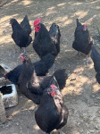 Australorp Hempshir