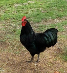 Australorp pijetao