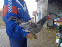 Australorp plavi pjetao