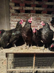 Australorp pijevci