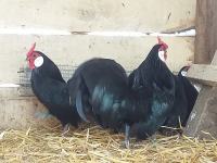 Pilići i jaja za nasad od Bantam-a u crnoj boji