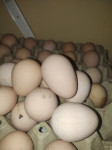 Biserke jaja