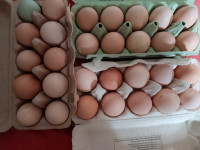 Domaća jaja na prodaju