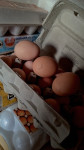 domaća jaja