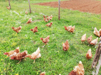 domaća kokošja jaja,pazin