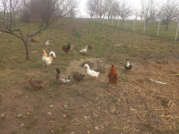 Domaće race / patke prodajem