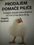 Domaci pilici
