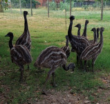 Emu australski noj