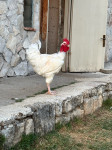 Francuski gološijan