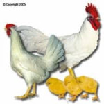 Kokoši nesilice Leghorn  PRONESLE !