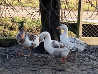 Guske za rasplod na prodaju