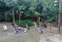 Indikske patke trkačice pužomorke