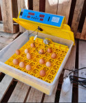 Inkubator za 56 jaja sa kontrolom temperature i vlage