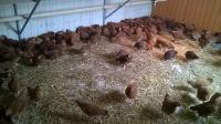 Jaja kokoši hrvatica konzumna i za inkubator