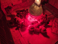 Jaja za nasad australop