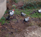 Pjevci  velika srebrna viandotta