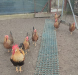 Jaja za nasad od Oranž Talijanke