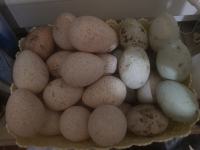 jaja za nasad patke indijske trkačice