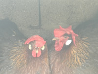 Jarebicaste talijanke