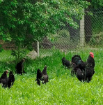Kokoši australorp, nesilice, 10+pijetao gratis