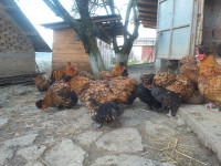 Križevačka kukmasta kokoš - Križevačka kukmica jaja za nasad i pilići