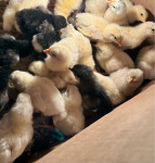 Leghorn i domaći pilici