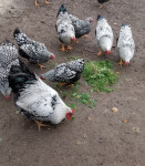 Pjevac i koka velika srebrna wiandota