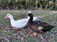 Mošusna patka (dvije bijele patke i crni patak)