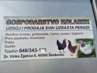 Nesilice Susex.supet Harco.Grahoraste.Lekhorn. Marans koje nose čokola