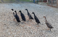 Patke indijske trkačice, jedan par