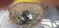 Patke i jaja za nasad - Ruanske patke