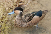 ###Patke najmanje  na svjetu..###