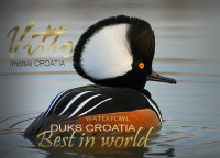 ###Patke egzotične - vrhunska vodena perad....