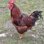 Pijetlovi traže novi dom