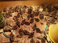 Pilići jap. prepelica