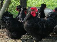 Pilići posavske kukmaste kokoši