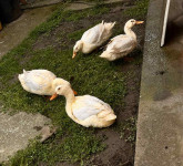 Prodajem 4 domaće patke – SLOBODAN UZGOJ
