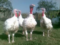 Prodajem domace tuke