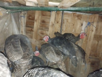 Prodajem domaće tuke i tukce