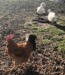 Prodajem dva domaća  pijevca stari godinu i pol. 0953646438