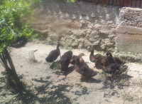 Prodajem mlade Ruanske patke