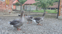 Prodaju se guske
