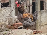 Prodaju se pijetlovi stari 6mj.