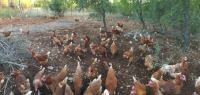 RASPRODAJA - Rakić domaće kokoši / 2.00 € - vanjski uzgoj - rasprodaja